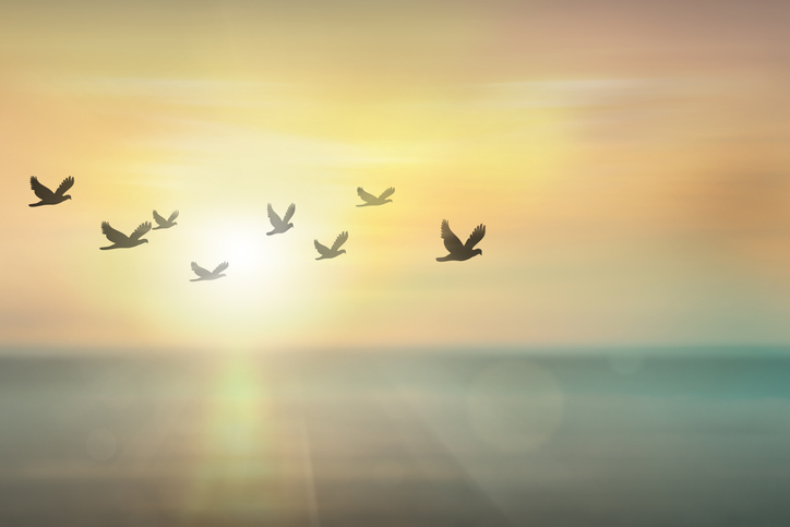 Silhouette flock of bird flying over sea during sunset, freedom concept.  Free birds flying together in the  sunset sky.